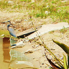Tri Colored Heron