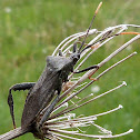 Leaf-footed bug