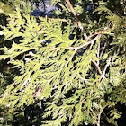 Cedar