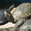 Argentine snake-necked turtle