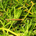 Mantis