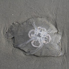 Moon Jellyfish