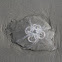 Moon Jellyfish