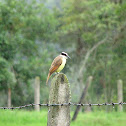 Flycatcher