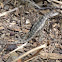 Texas Spiny Lizard