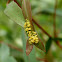 Tortoise Leaf Beetle eggs
