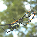 Golden Orb-web Spider