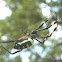 Golden Orb-web Spider