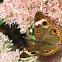 Buckeye Butterfly