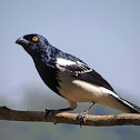 Magpie Tanager