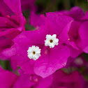Bougainvillea
