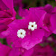 Bougainvillea