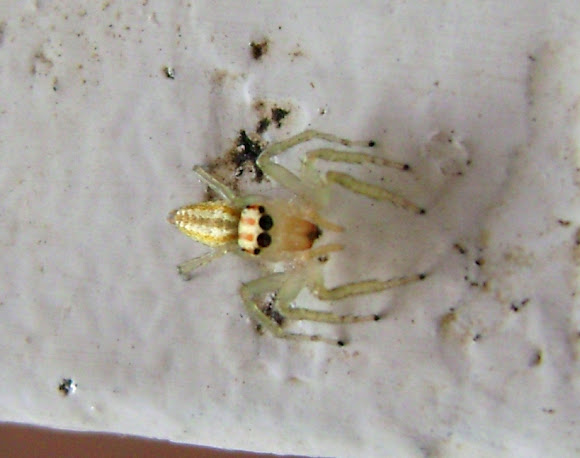 Spotting Image 1