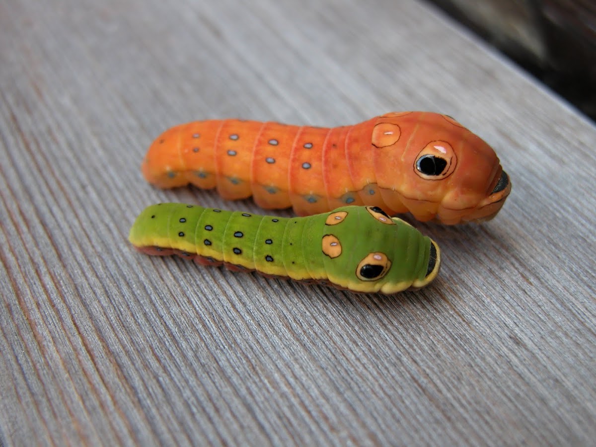 Spicebush Swallowtail larvae
