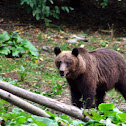 Brown bear