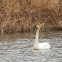 Trumpeter Swan
