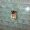 Junebug
