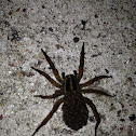 Wolf Spider