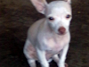Hermoso Chihuahua 4 Meses