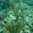 Fan coral