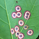Ocellate Gall Midge