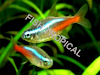 Venta De Peces Tropicales  Ciclidos  Agua Fria