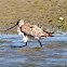 Bar-tailed Godwit