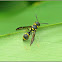 Yellow-spotted Mason Wasp
