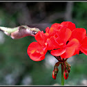 Ruby-throated Hummingbird