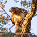 Red tailed hawk