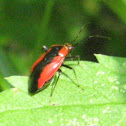 Plant Bug