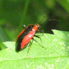 Plant Bug