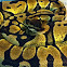 Ball Python