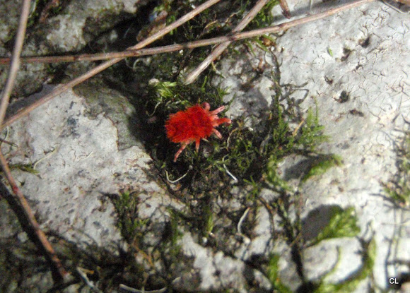 Spotting Image 1