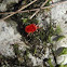Red Velvet Mite