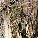 The Common Blackbird