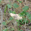 Fungus