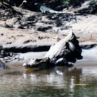 Spectacled Caiman & Iguana
