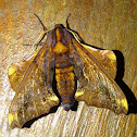 Small-eyed Sphinx Moth