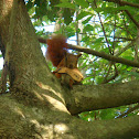 Red Squirrel