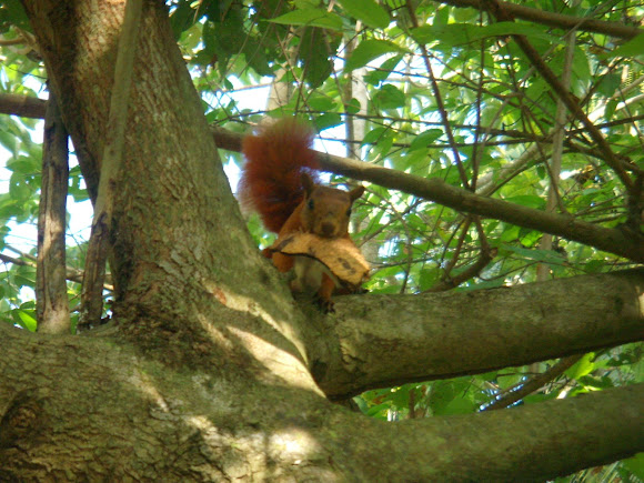 Spotting Image 1