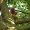 Red Squirrel