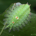 Crowned Slug Moth Caterpillar