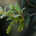 Holm oak, Encina