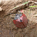 Tortoise beetle