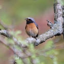 Common Redstart
