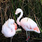 Chilean Flamingos