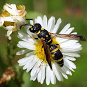 Potter wasp