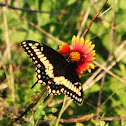 Eastern tiger swallowtail