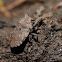 Big-eyed toad bug